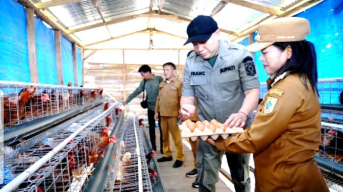 Bupati Franc Tumanggor Apresiasi Kesuksesan Usaha Peternakan Ayam BUMDes Rebbak Nduma