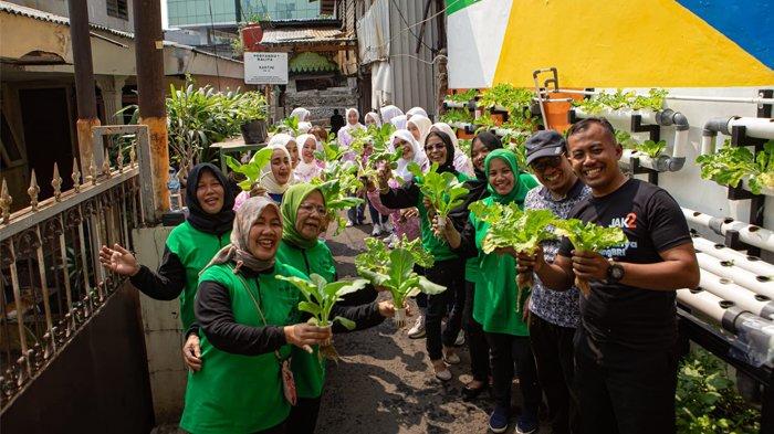 Berkat Program BRInita, Kelompok PKK Rawa Barat Sukses Budidaya Hidroponik dan Ikan Nila