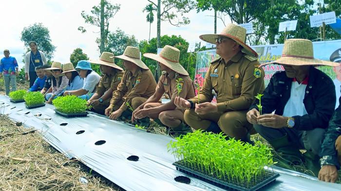 Dari Juma Gendan Pakpak Bharat untuk Indonesia: BUMDes Aornakan II Gerakkan Ketahanan Pangan Desa