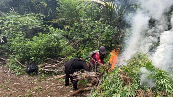 Bakar ladang ganja