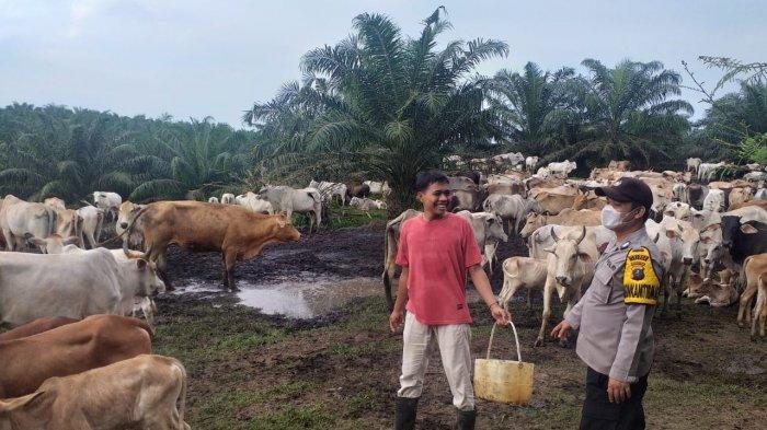 Vitamin dan Antibiotik untuk Hewan Mulai Langka di Kabupaten Asahan