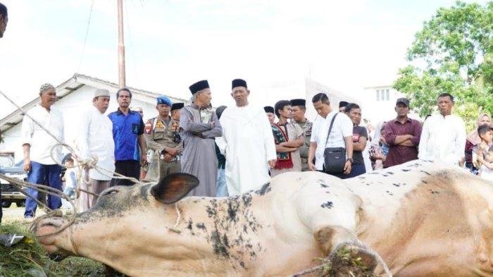 KURBAN IDUL ADHA: Bupati Langkat, Syah Afandin menyaksikan pemotongan hewan kurban di Kecamatan Babalan, Kabupaten Langkat, Sumatera Utara, Jumat (6/6/2025).