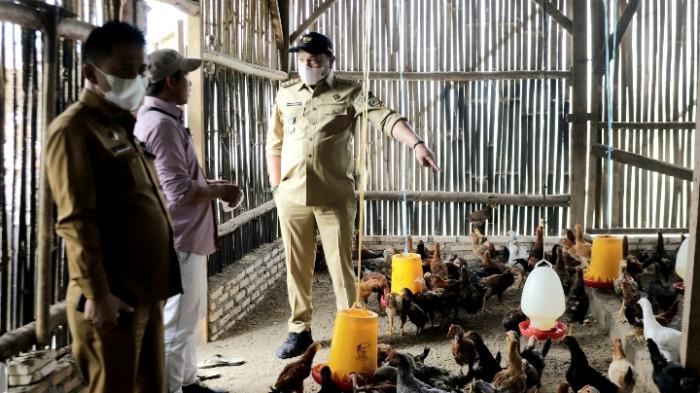 Bupati Franc Tumanggor Dukung Pengembangan Ternak Ayam Kampung Pedaging di Siempat Rube II