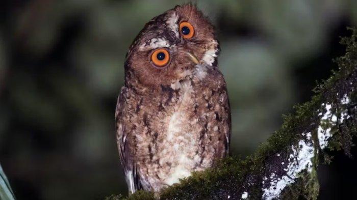 Celepuk Jawa atau burung hantu mungil yang kini dilindungi