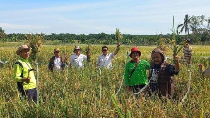 300 Ha Lahan Pertanian di Siantar Berubah Fungsi Jadi Permukiman, Kebutuhan RTRW Mendesak