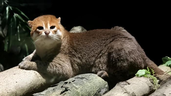 KUCING LIAR- Flat-headed cat (Prionailurus planiceps) merupakan spesies kucing liar kecil dari keluarga Felidae yang endemik di Asia Tenggara, termasuk Malaysia, Indonesia, Thailand, dan Brunei. Kucing ini terancam punah.
