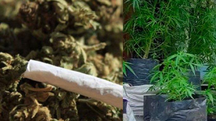 GEGER Ganja Ditanam di Halaman Kantor Camat di Bengkulu, Ternyata Kelakuan Orang Dalam