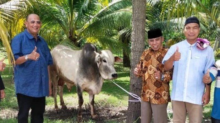 Idul Adha 1443 H, Plt Bupati Langkat dan Keluarga Kurban 7 Ekor Sapi