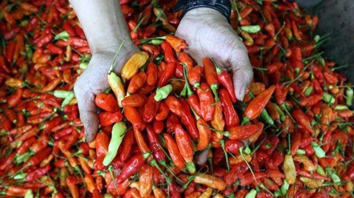 HARGA Cabai Rawit Kian Naik, 1 Kilogram Sampai Rp 80 Ribu, Ternyata Ini Penyebabnya
