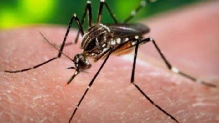 PENYAKIT MALARIA: Ilustrasi bentuk nyamuk Anopheles. Angka kasus malaria di Sumut menurun dibanding tahun lalu, Jumat (9/5/2025).