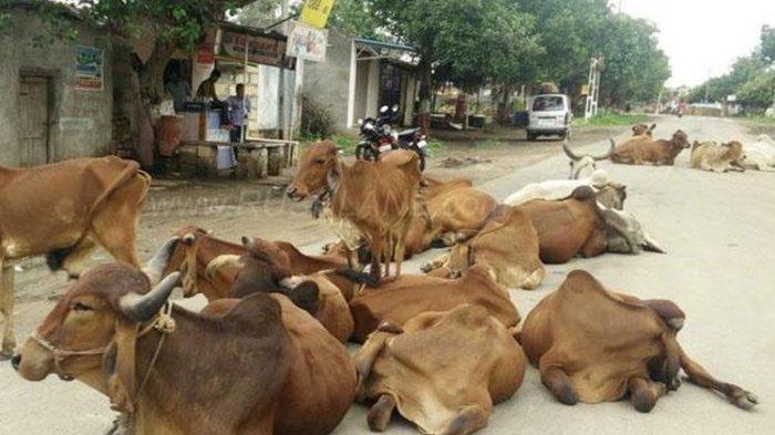 Sapi-sapi yang berkeliaran di jalan-jalan raya India.