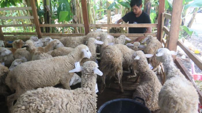 KAMBING KURBAN- Pekerja memberi pangan untuk kambing kurban di peternakan kambing di Medan, Selasa (19/5/2026). Menurut pedagang untukk permintaan kambing kurban menjelang Idul Adha mengalami kenaikan hingga 80 persen, yang dijual dari harga Rp1juta hingga Rp8 juta per ekor.