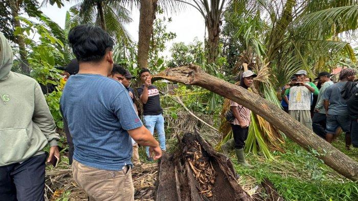 KERANGKA MANUSIA: Warga Dusun I, Desa Pematang Ganjang, Kecamatan Seirampah, Kabupaten Serdang Bedagai heboh setelah ditemukan kerangka manusia di dalam batang pohon aren yang sudah mati, Senin (9/9/2025).