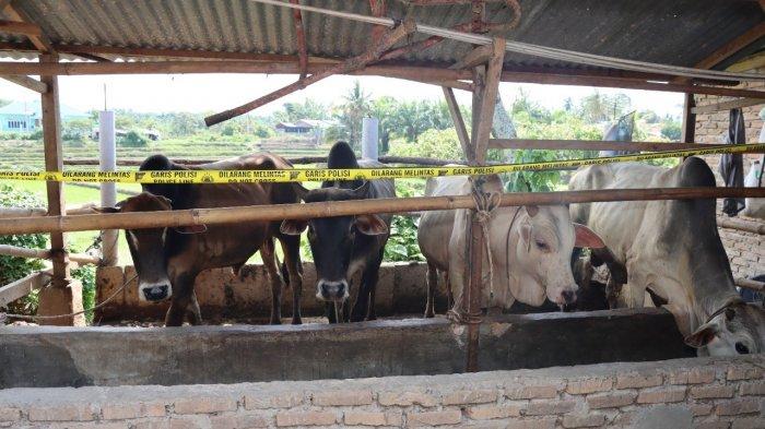 Polres Siantar Pasang Garis Polisi di Kandang Sapi Terindikasi Penyakit Mulut dan Kuku