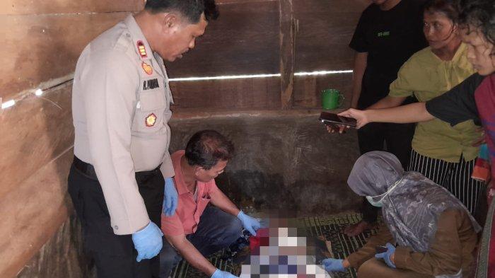 Tertidur di Gubuk Saat Jaga Kebun Durian Siap Panen, Turut Rambe Tewas Tertimpa Pohon, 2 Luka-luka