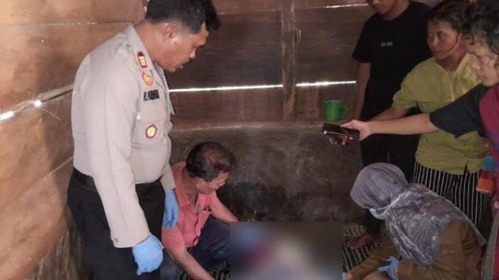 Tidur di Gubuk Jaga Kebun Durian, Seorang Pria Tewas dan Dua Luka-luka Tertimpa Pohon