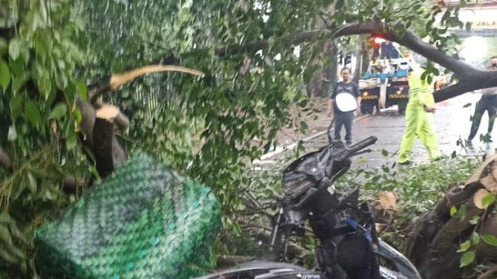 Hujan Deras, Seorang Pengendara Motor Tewas Tertimpa Pohon di Jalan Imam Bonjol Medan