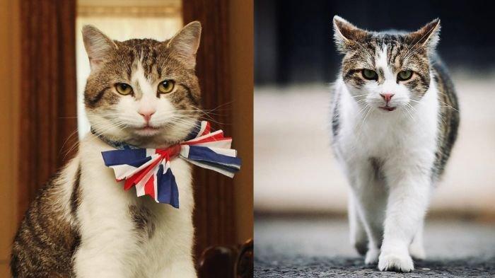 Mengenal Larry The Cat, Kucing Pemburu Tikus di Kantor PM Inggris Mirip Bobby Kertanegara