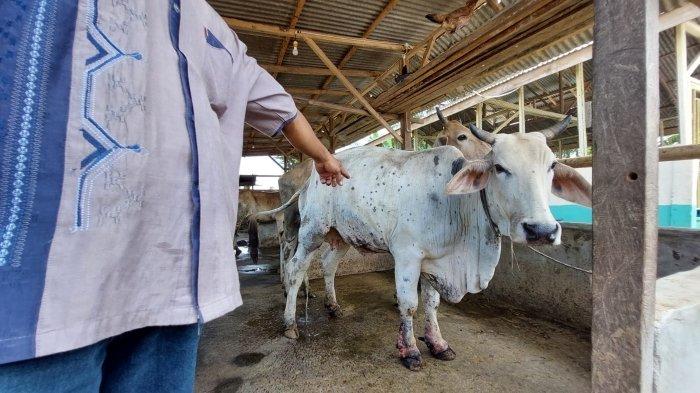 Sapi di Marelan Terpapar PMK, Dinas Perikanan dan Pertanian Siapkan Tim dan Posko di 21 Kecamatan
