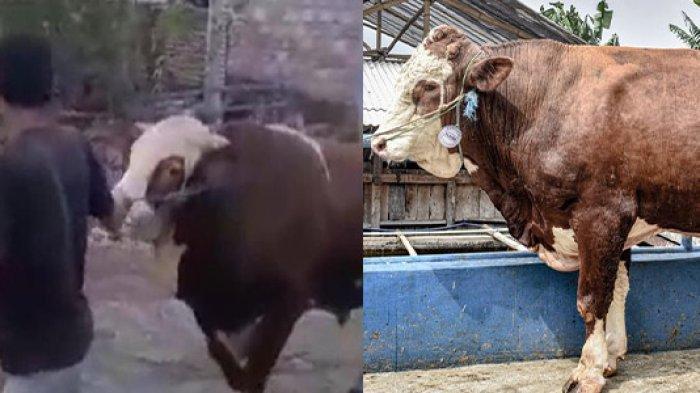 NASIB Pria Gunungkidul Diseruduk Saat Beli Sapi Kurban Rp38 Juta, Tewas Saat Dilarikan ke RS