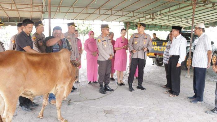 Jelang Idul Adha, Polres Tanah Karo Serahkan Satu Ekor Sapi ke Masjid Agung Kabanjahe