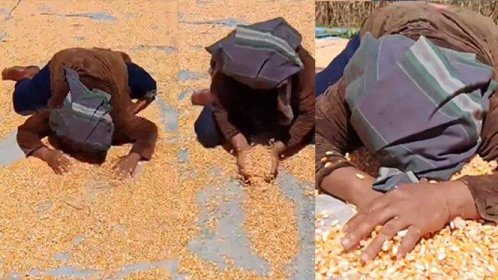 PILU Petani Mamuju Histeris di Tumpukan Jagung Imbas Harga Anjlok, Video Viral: Dimana Aku Mengadu?