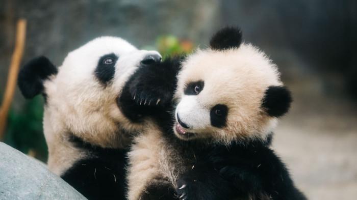 Panda yang ada di Ocean Park Hong Kong.