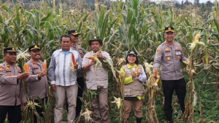 Panen Jagung di Pakpak Bharat 20265