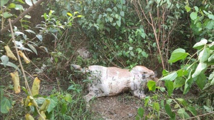 Harimau Sumatera Kembali Mangsa Sapi dan Anjing Peliharaan Warga di Langkat