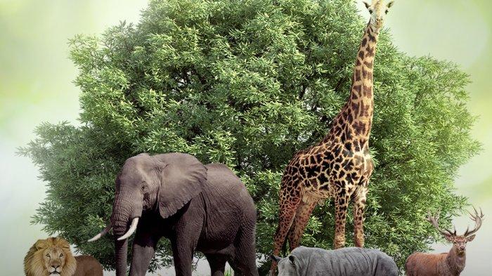 Pengertian Keanekaragaman Hayati dan persebaran flora di dunia