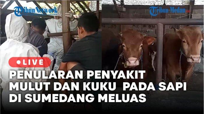 Penularan PMK di Kabupaten Sumedang Meluas, Ratusan Sapi Terjangkit PMK