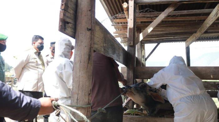 Sebanyak 27 Ternak Positif PMK di Samosir, Kini Pemkab Gencar Suntikan Vaksin ke Ratusan Ternak