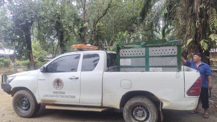Warga Panik, Harimau Sumatera yang Terkam Anjing Muncul Lagi di Langkat