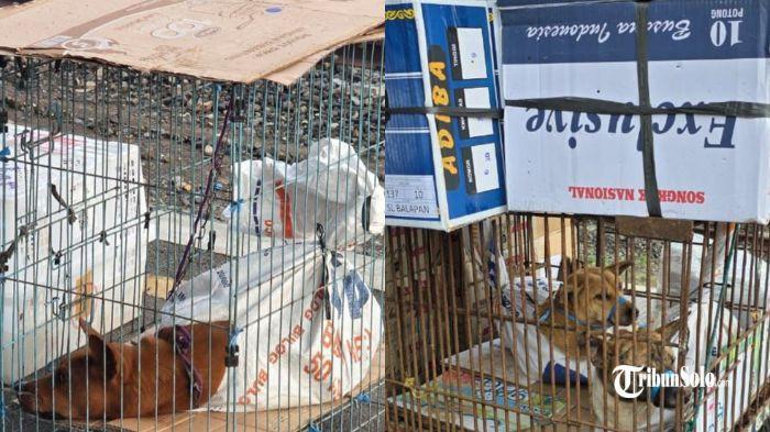 Miris, Anjing Diikat Kaki dan Mulutnya hingga Dikarungi di Solo, Diduga Korban Jual Beli Lewat KA