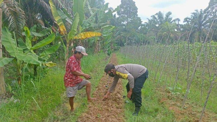 Personel Polsek Pulau Raja Tinjau Lahan Penanaman Cabai Merah