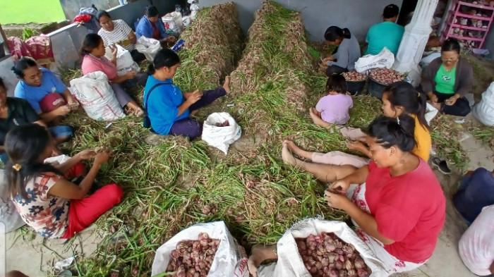 Petani Bawang Gotong royong