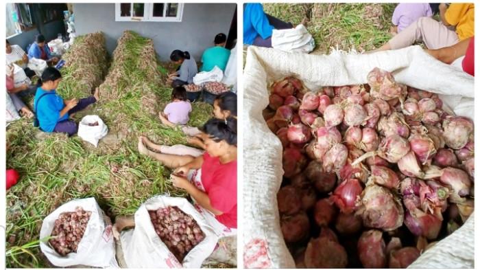 Petani Bawang Pakpak Bharat 2015