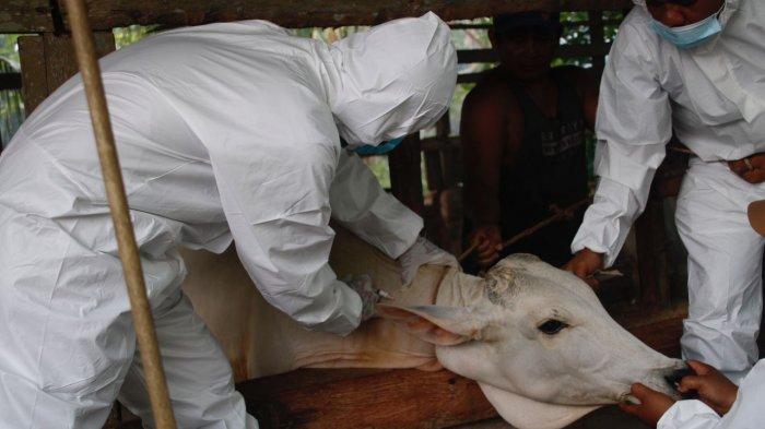 Sebanyak 1.298 Ekor Sapi di Langkat Sembuh PMK, Sedangkan 9 Ekor Sapi Mati