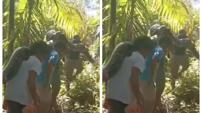 PENANGKAPAN Ular Piton Terberat di Dunia Panjangnya 7 Meter di Buton Sulawesi Selatan
