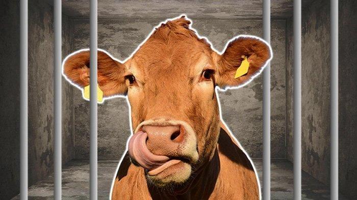 Satgas Penanganan PMK Anjurkan Peternak Beri Sapi Adem Sari