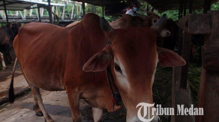 Puluhan Ternak Sapi Mati di Kandang, Pemilik Temukan Roti Diduga Berisi Racun Ditebar Oknum