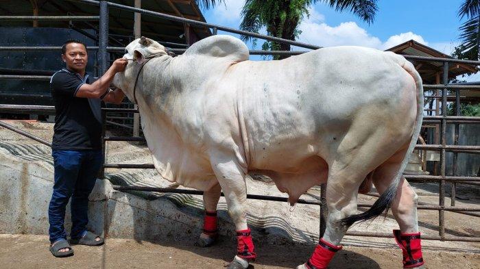 Sapi kurban Presiden Indonesia, Joko Widodo yang berasal dari Peternakan Bang Yanto (YT) Farm yang berada di Jalan Labu, Kelurahan Paya Roba, Kecamatan Binjai Barat, Kota Binjai, Sumatera Utara, Jumat (14/6/2024). 