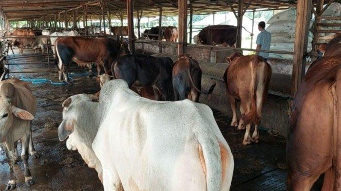 Sapi kurban milik peternak asal Kota Binjai, Sumatera Utara, Sabtu (15/6/2024).