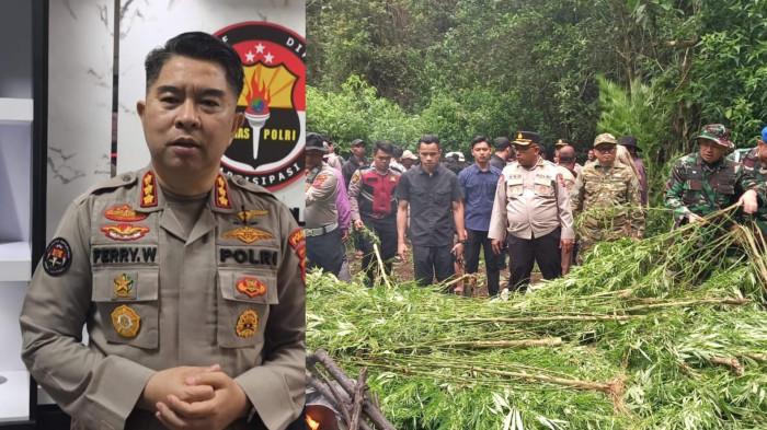 Polres Tanah Karo Bongkar Ladang Ganja di Pancur Batu, 400 Batang Dimusnahkan