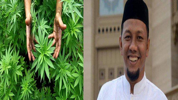 Viral Seorang Ibu Minta Ganja Medis untuk Anaknya, Senator Aceh Dukung Legalisasi, Ini Alasannya
