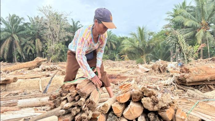 KORBAN BANJIR - Seorang Lansia Surina Boru Silaban (60) saat mengumpulkan kayu gelondongan di Desa Lupian , Tapteng untuk dijadikan tungku api, Jumat (5/12/2025). Ia menceritakan saat ini banyak warga yang mengalami krisis makanan pasca banjir dan longsor beberapa waktu lalu.