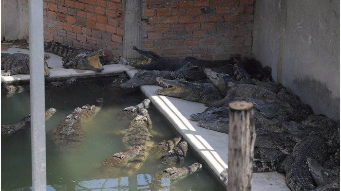 Seorang Warga di Aceh Singkil Diterkam Buaya Saat Buang Air di Dermaga, Tim BKSDA Tangkap Hewan Ini
