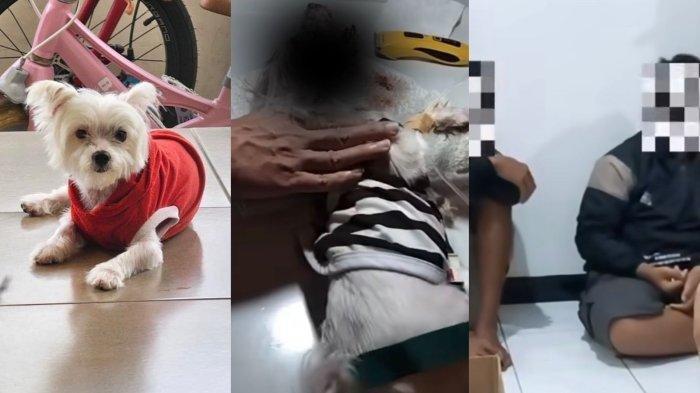 TAMPANG 4 Remaja di Jember Siksa Anjing Sampai Mati, Pelaku Malah Tertawa, Kondisi Viki Mengenaskan