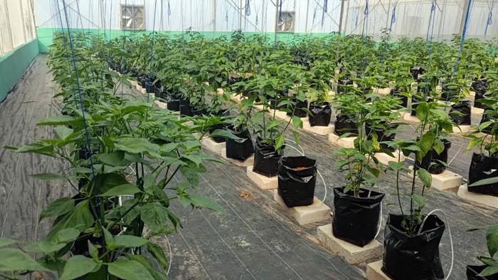 Tanaman melon di screen house di Desa Aornakan I