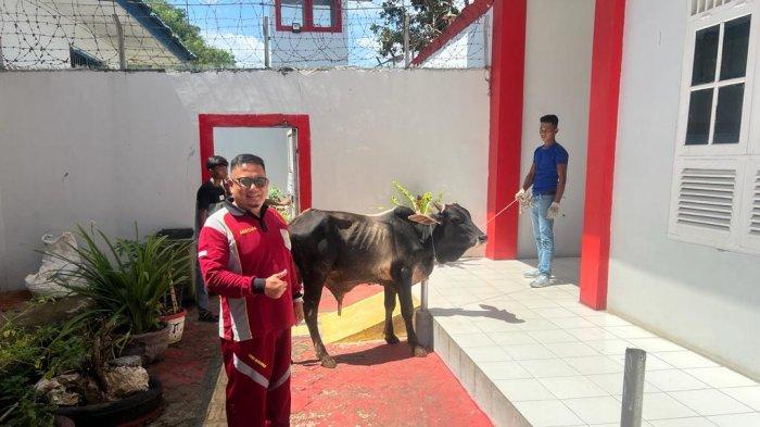 Jelang Idul Adha, Lapas Penyabungan Terima Bantuan Sapi Kurban dari Bupati Mandailingnatal